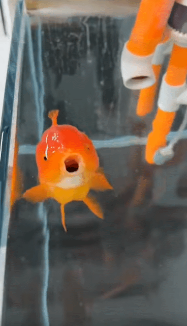 377015eb6741c9ca8520ba37f2377d17_1788995578_8427.gif