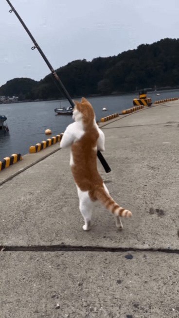 5c97cef461e9d46cc31bcc3a33f99e2b_1793324514_3597.gif