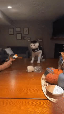 95044634fa5f8a5536ffed25d6dd7723_1792189458_0349.gif