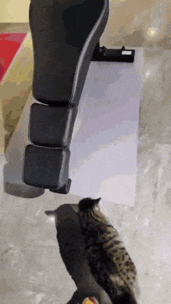 955300a6992d4c6b7af756219cdeaeb6_1792794811_8252.gif
