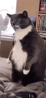 f9003a925851f0b3d25561ff5adfd061_1791684024_7561.gif